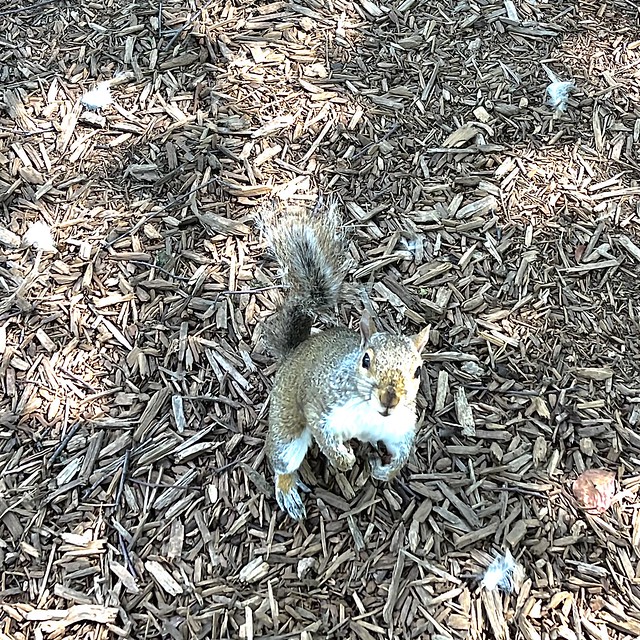 This little guy was looking for me to feed him. I was just being squirrel paparazzi.