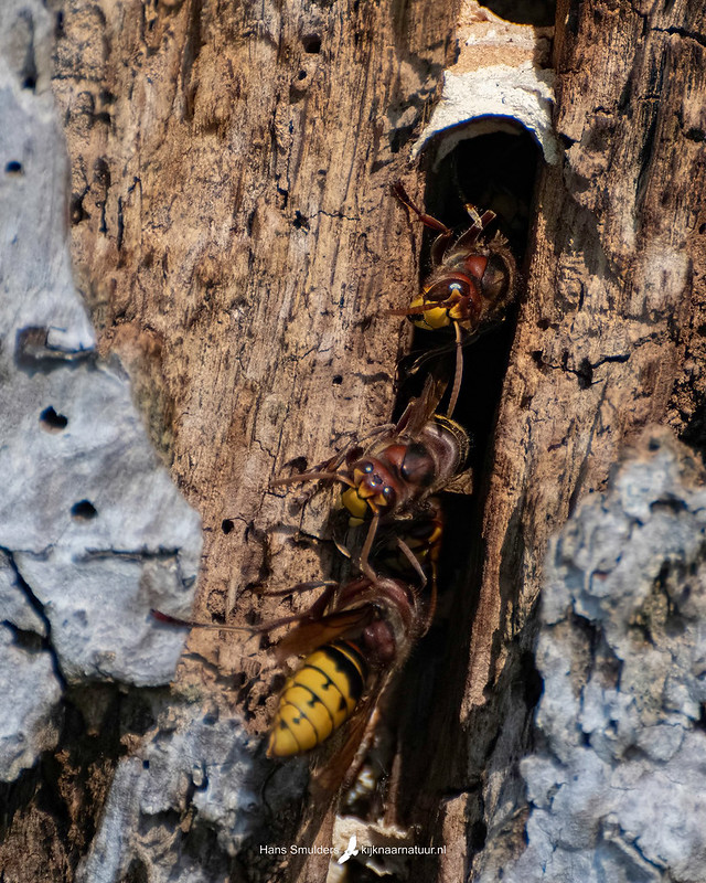 Europese hoornaar (Vespa crabro)-250_2255