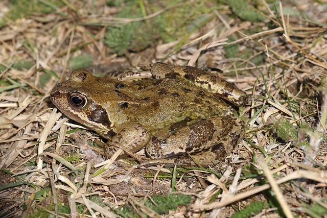 Common Frog ~ Rana temporaria ~ Weybourne Garden (6)