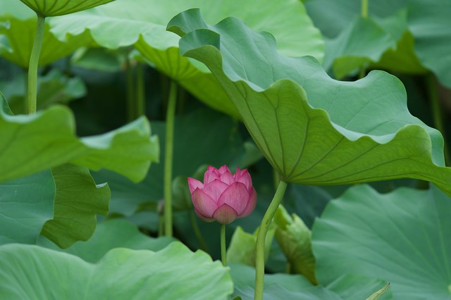 hidden lotus bud