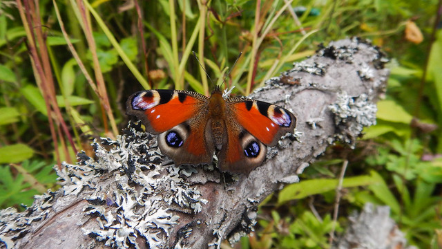Påfågelöga, Peacock butterfly