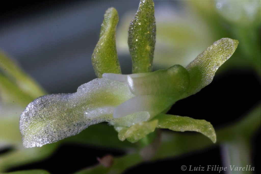 Capanemia  carinata (Capanemia gehrtii)