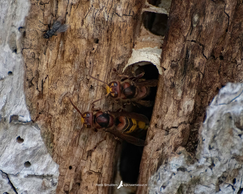Europese hoornaar (Vespa crabro)-250_2221