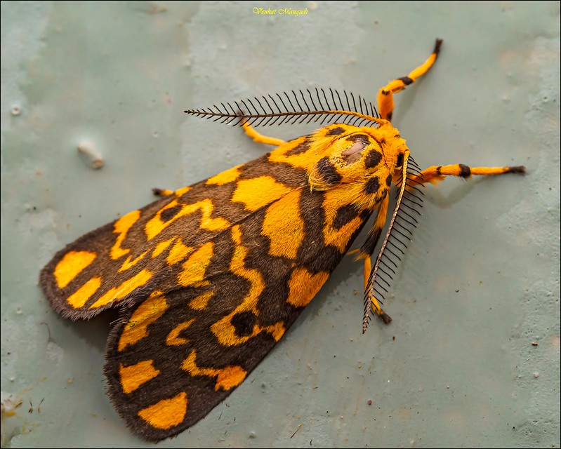 Nepita conferta, the footman moth