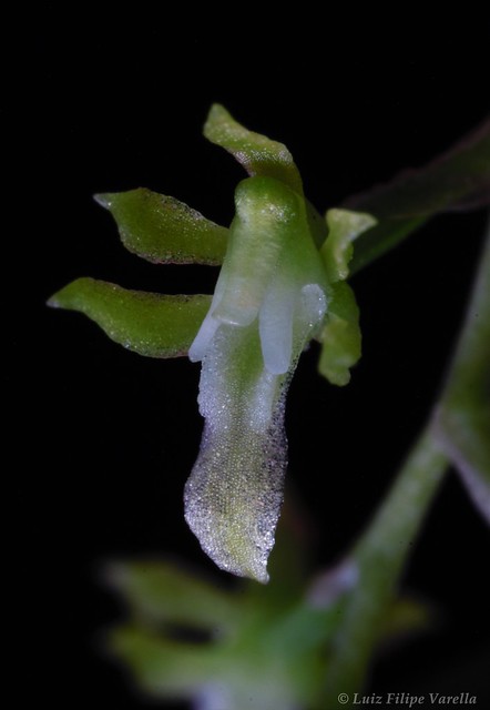 Capanemia  carinata (Capanemia gehrtii)