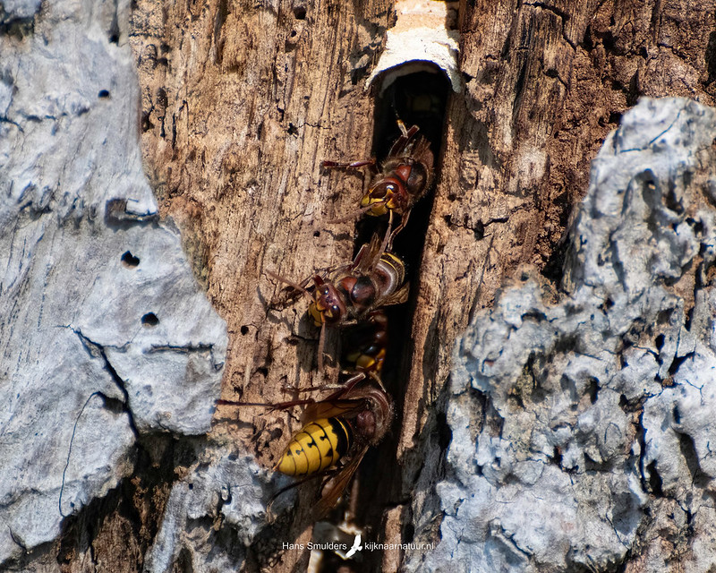 Europese hoornaar (Vespa crabro)-250_2256