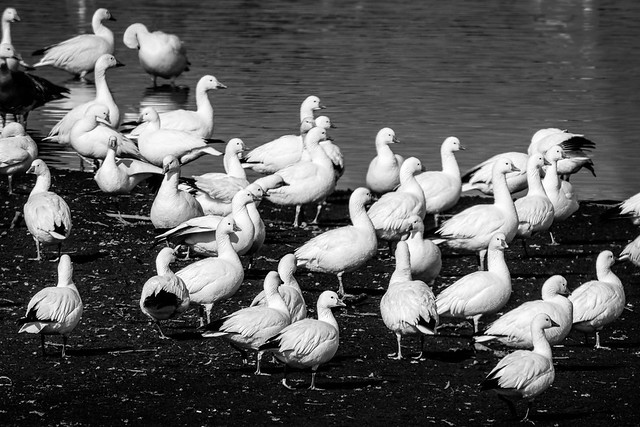 5112A Ross's Geese_BW version