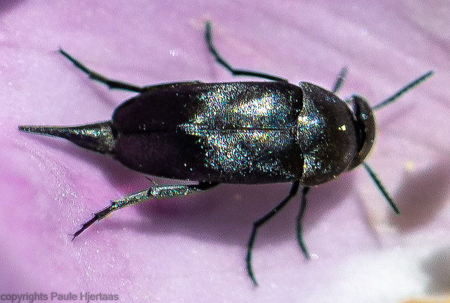 5735 Unknown Mordellidae Beetle