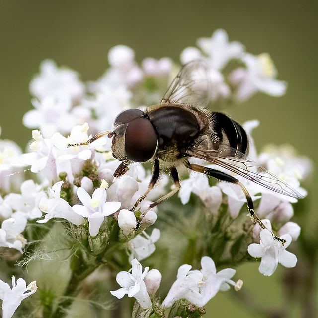 Flower Fly (Suyrphidae sp.)