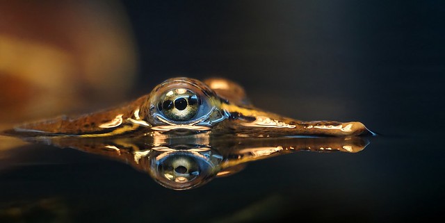 Softshell Turtle's head reflection