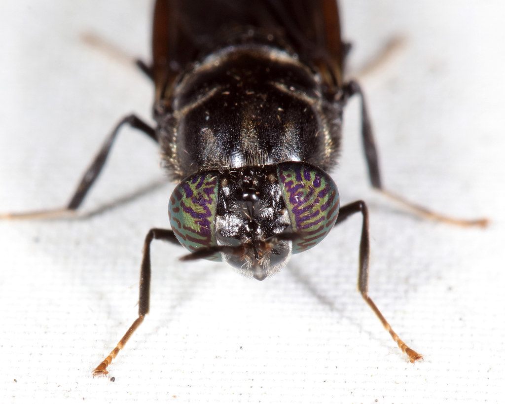 Black Soldier Fly (Hermetia illucens)