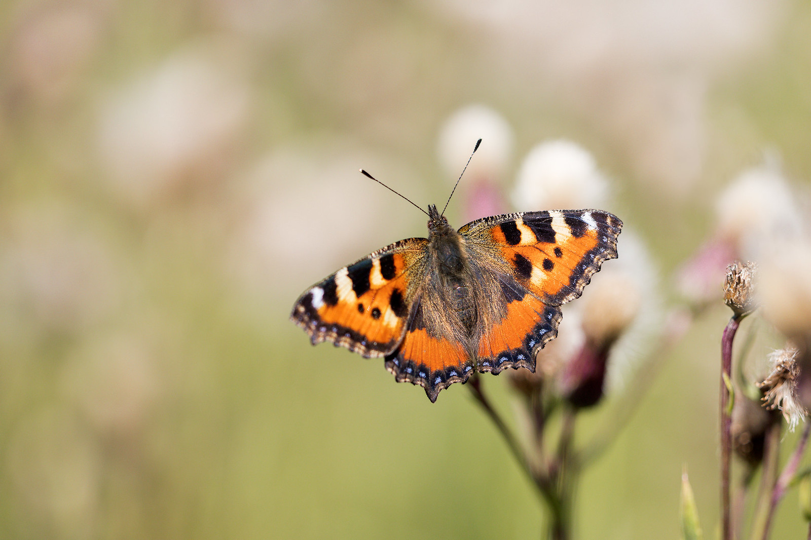 Aglais urticae | nässelfjäril | Small Tortoiseshell