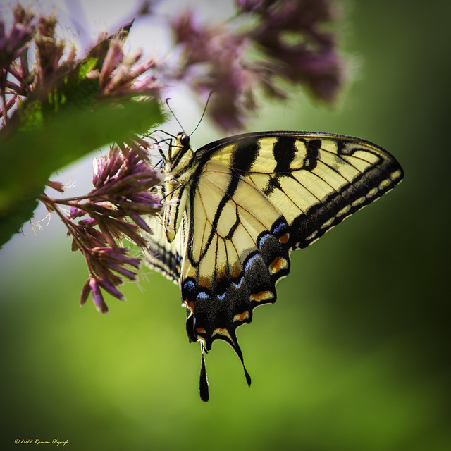 Eastern Tiger Swallowtail_0221