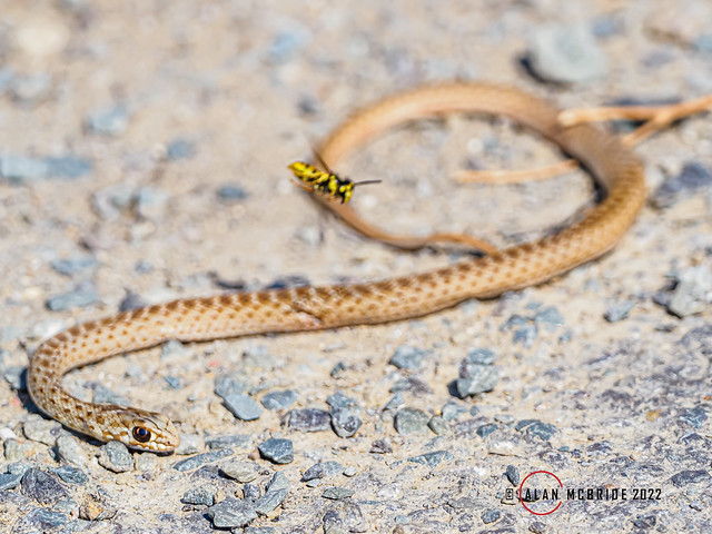 Young Montpellier Snake with Paper Wasp X1103635.jpg
