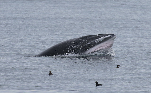 Minke whale lunge feeding