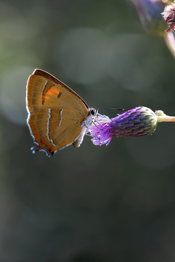 Thecla betulae | eldsnabbvinge | Brown Hairstreak