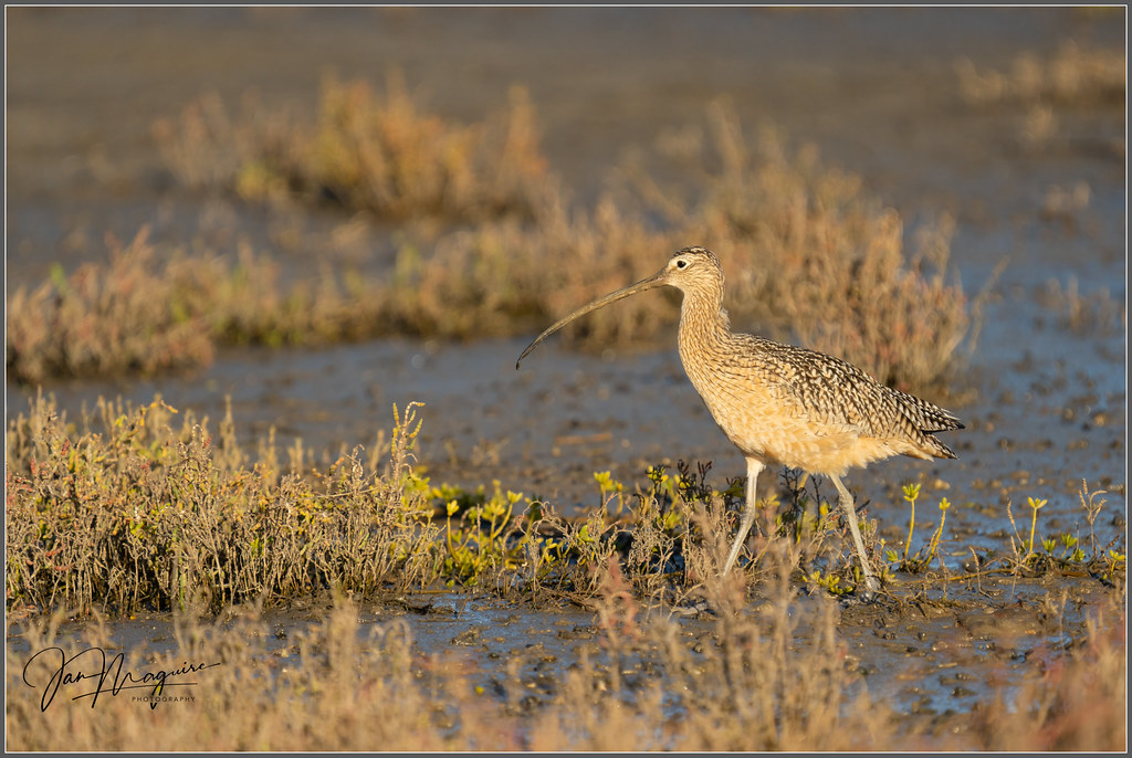 Long-billed Curlew 4336