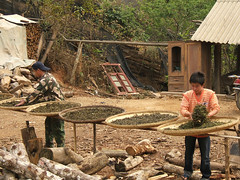 Drying the leaves for Pu Er Tea in Yunnan (China)