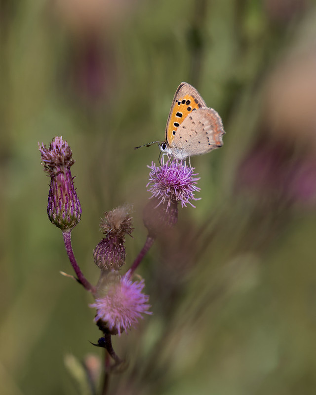Lycaena phlaeas | mindre guldvinge | Small Copper