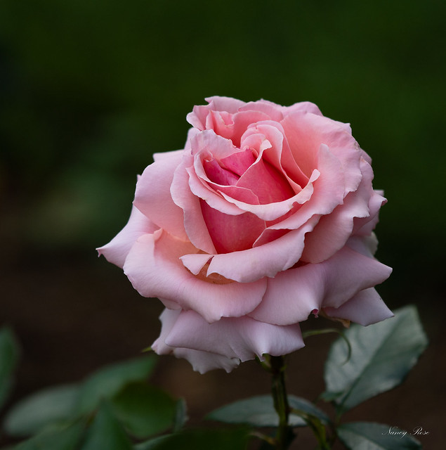 Historic Gardens rose