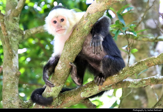 White-faced capuchin, Rincón de la Vieja NP, Costa Rica