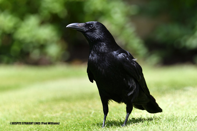 Carrion crow (Corvus Corone)  -  (Published by GETTY IMAGES)