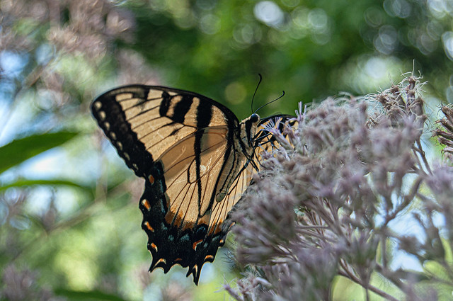 Eastern Tiger Swallowtail Butterfly on Joe Pye Weed