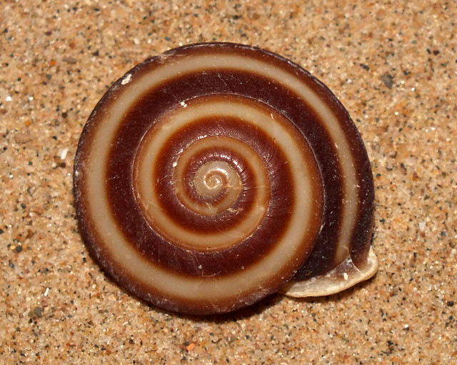 Land snail (Labyrinthus chiriquensis)