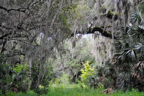 circle b bar nature reserve preserve trees landscape lakeland florida scenery live oak spanish moss vegetation