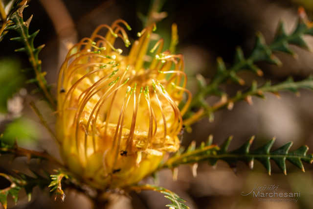 Banksia dallanneyi (Couch HoneyPot)