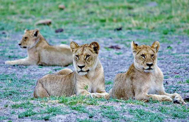 World Lion Day, August 10th