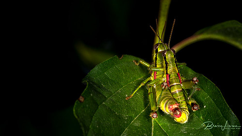 Crickets playing on a leaf