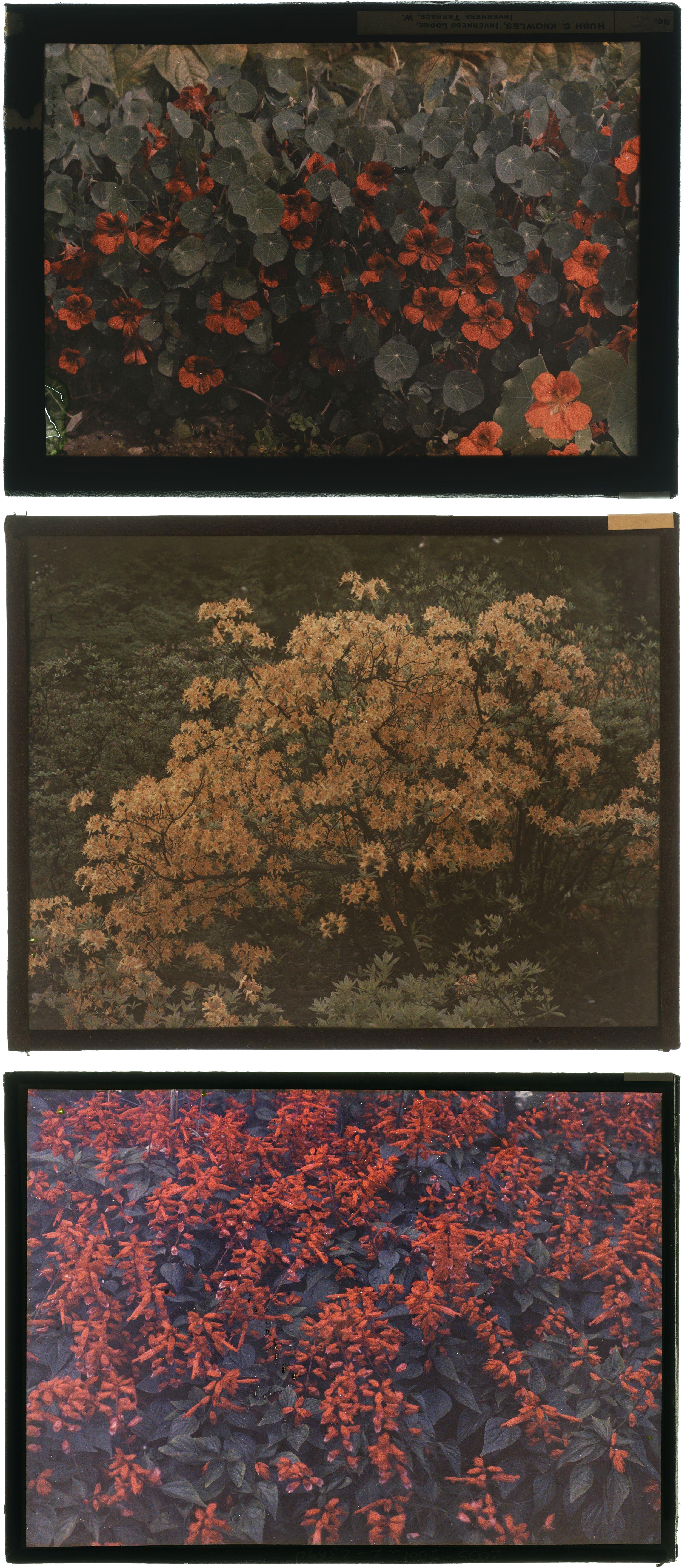 Hugh C. Knowles :: Nastertiums (top ) · Maple (middle) · Fuschias (bottom), England, ca. 1910. Autochromes. | src The Royal Photographic Society Collection at the V&A Museum