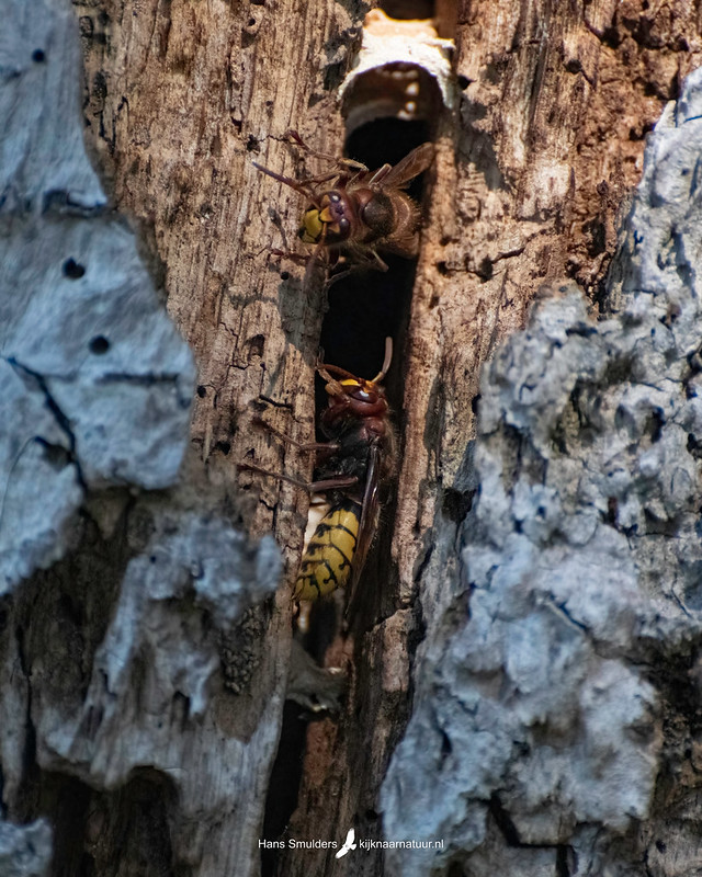 Europese hoornaar (Vespa crabro)-250_2291