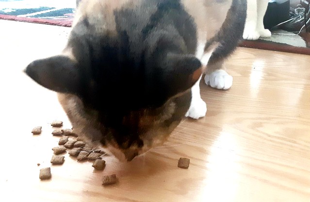 Aphrodite being treated with cat treats