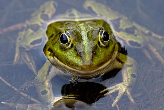Smiling frog:-)