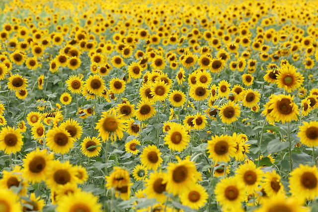 Flower fields