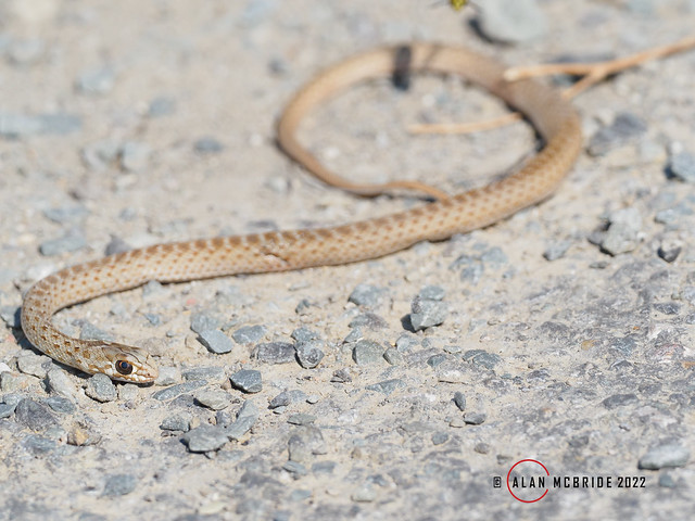 Young Montpellier Snake X1103629.jpg