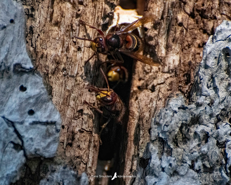 Europese hoornaar (Vespa crabro)-250_2288