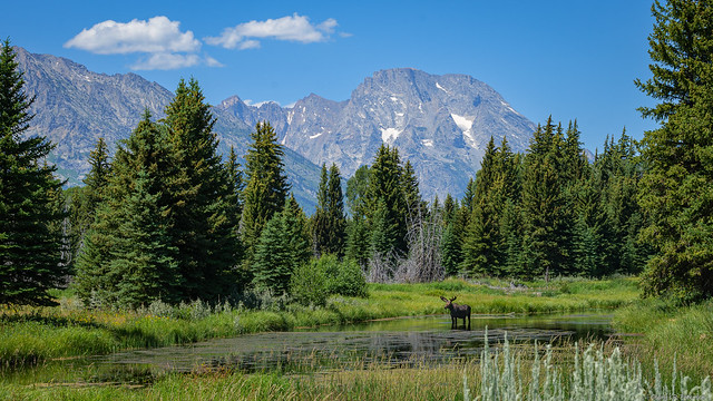 Moose in the Tetons