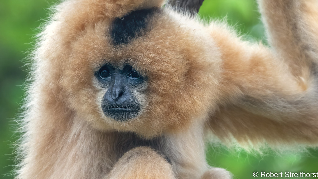 Gibbon you a Face