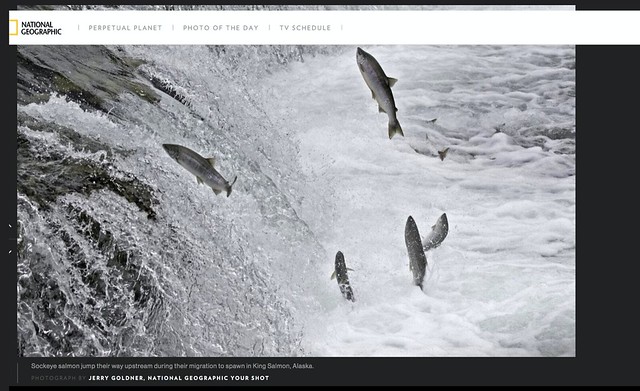 My National Geographic Shot-Happy Alaska Wild Salmon Day!