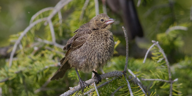 Fluffy and Soft - fledgling Brown Headed Cowbird