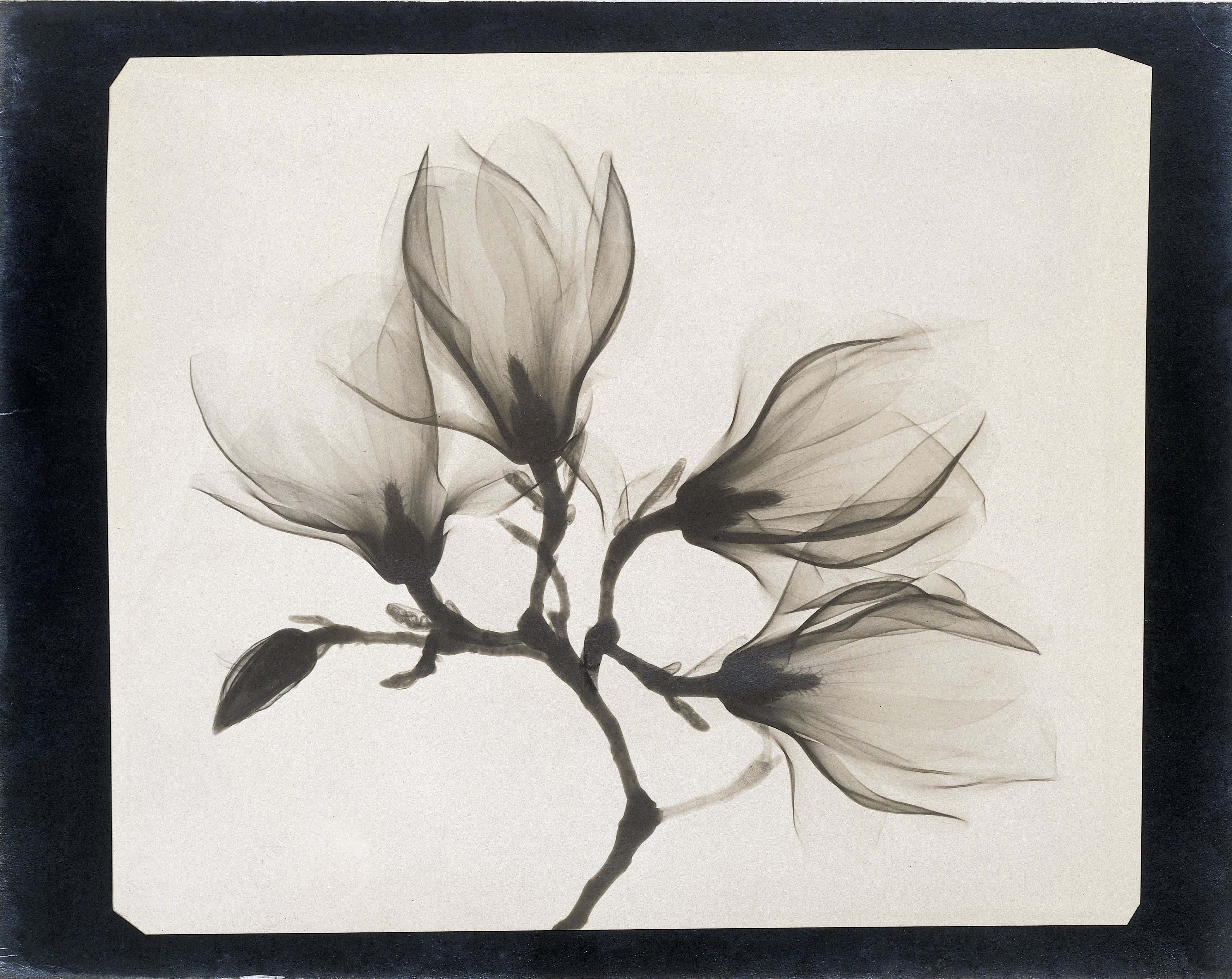 Magnolia Branch with Four Flowers | Sprig with Four Magnolia Flowers, 1910-1925, x-ray photograph on Baryta paper. Anonymous. | src Rijksmuseum
