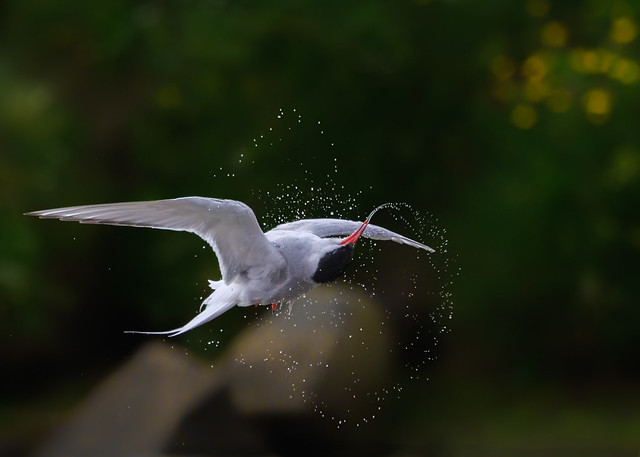 Arctic Tern Turning