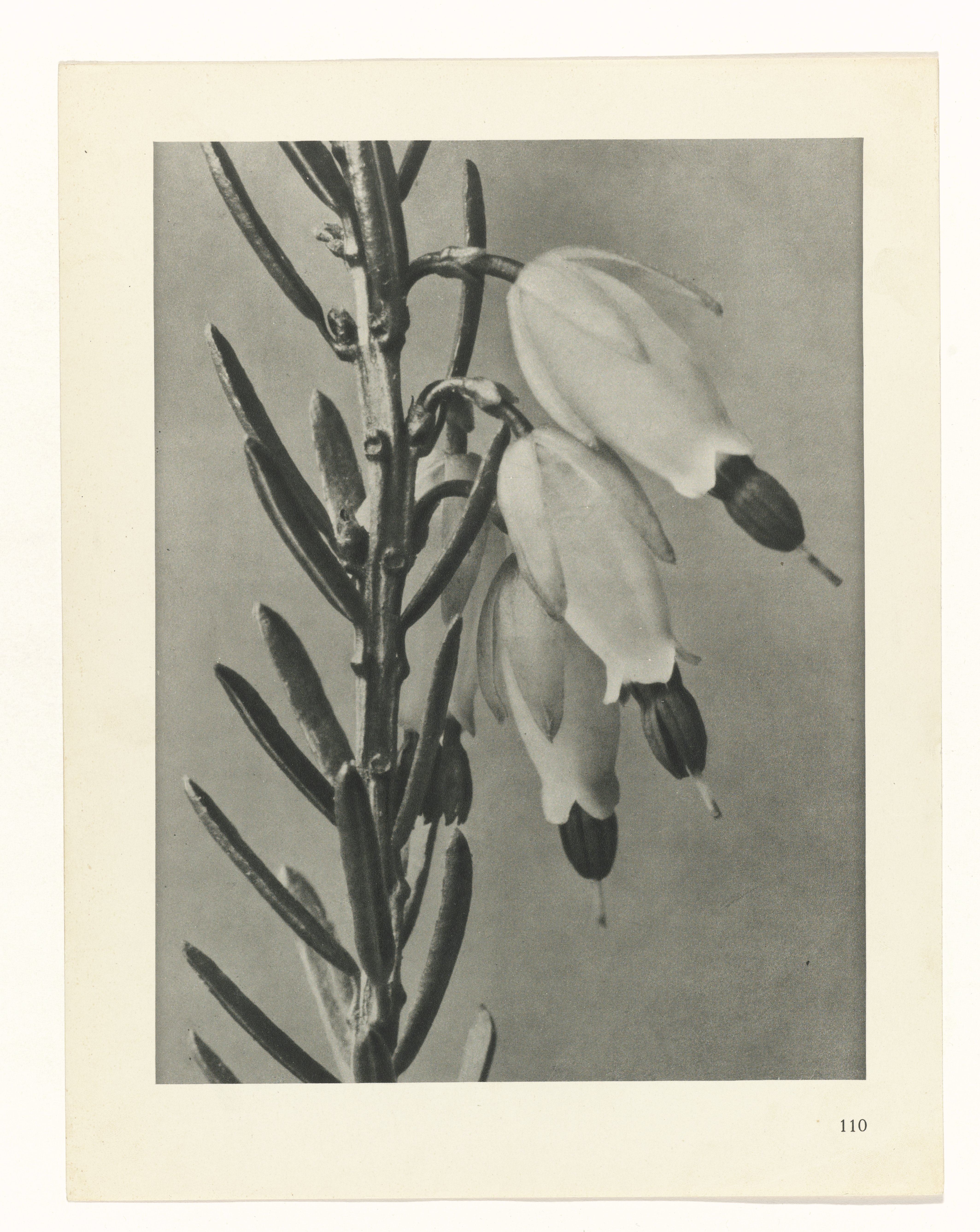 Karl Blossfeldt :: Plantstudie, 1928. Urformen der Kunst: photographische Pflanzenbilder. Karl Blossfeldt, Karl Nierendorf, publisher: Ernst Wasmuth, Berlin, 1928. | src Rijksmuseum