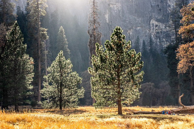 Yosemite backlit trees