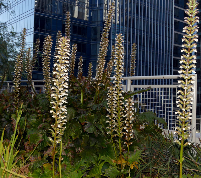 1st visit to the salesforce transit center park, bear's breeches (Acanthus mollis) plant in bloom  7-22