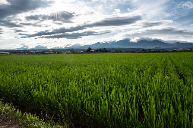 Rice fields and mroning clouds on the mountains