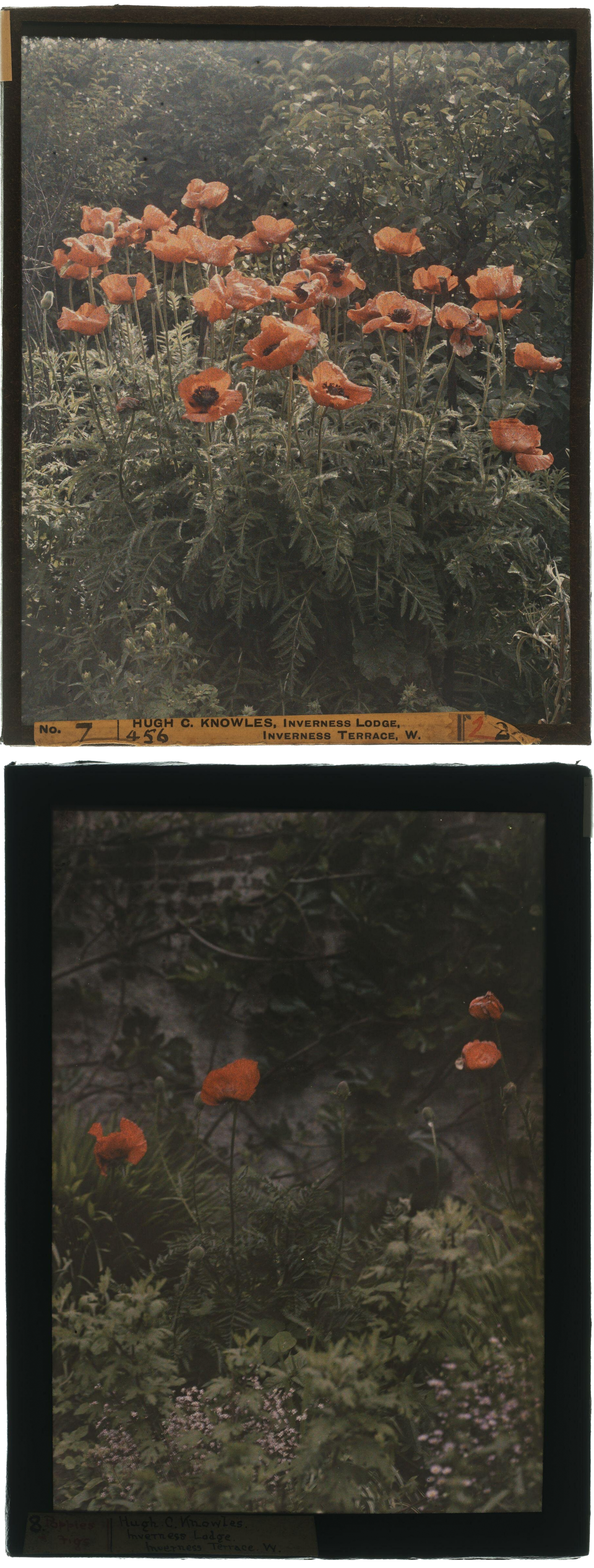 Hugh C. Knowles :: Poppies (top) | Poppies and figs (bottom), ca. 1910. Autochrome. | src The Royal Photographic Society Collection at the V&A Museum